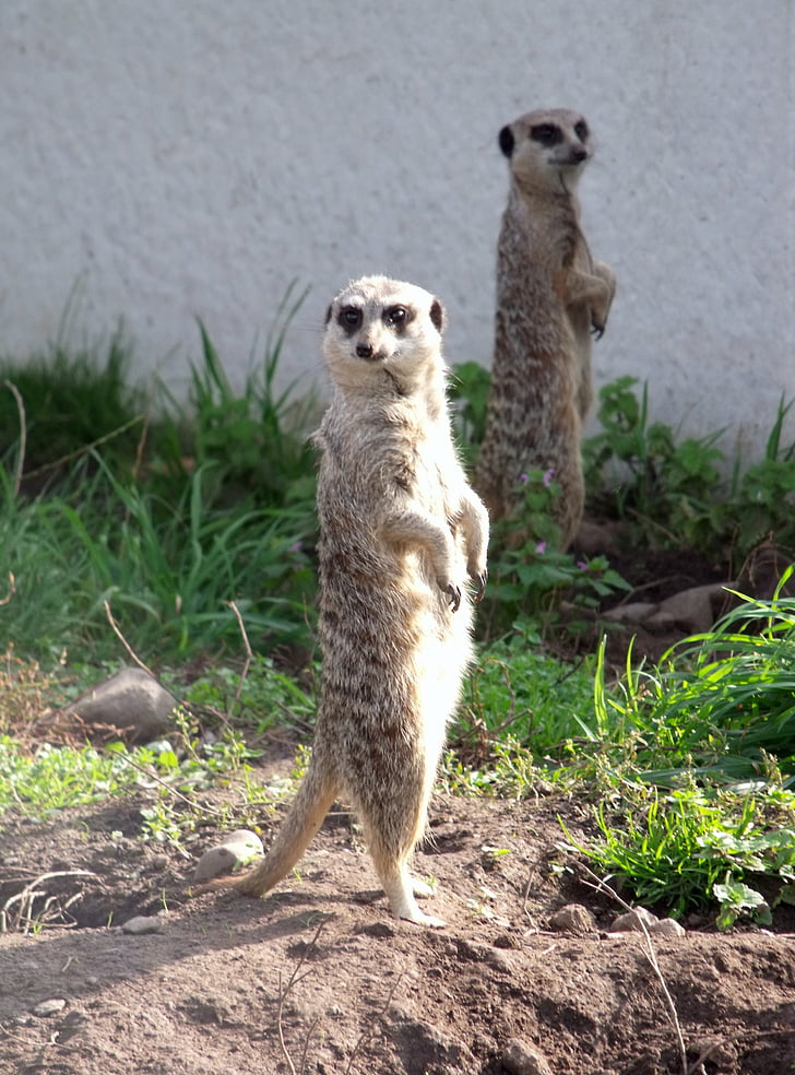 meerkat, animal, look out, mammal, wildlife, nature, africa