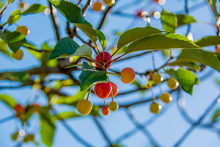 cherries, branch, cherry, red, agriculture, foliage, tree