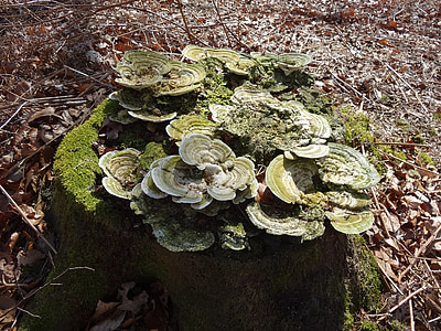 moss, mold, mushroom, nature, forest, autumn, mushrooms