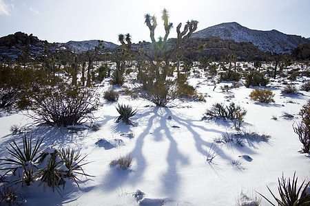táj, festői, téli, hó, kaktusz, Joshua tree nemzeti park, California
