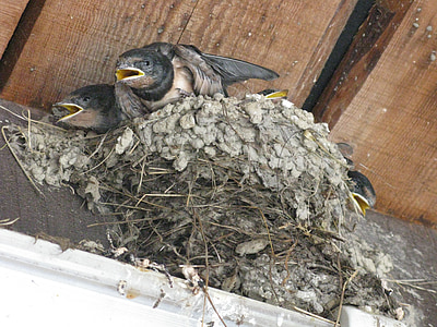 nest, bird, beak, swallow, cub