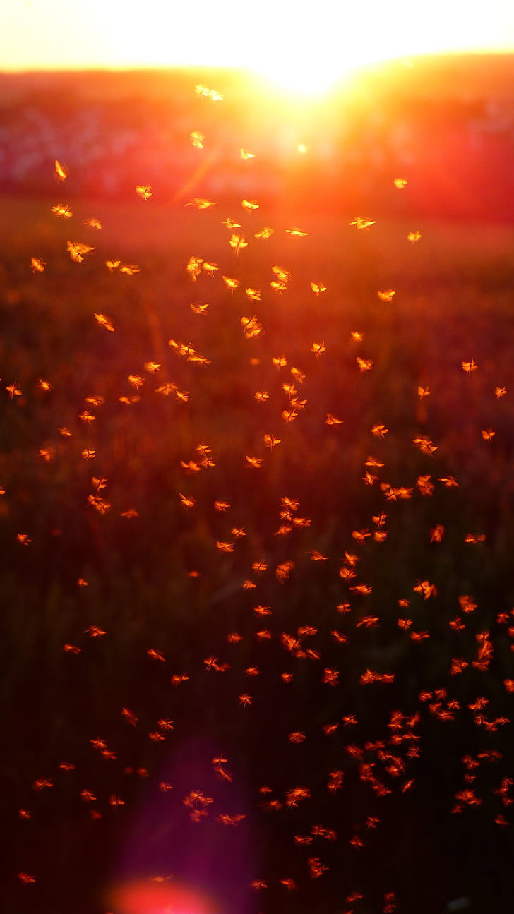 mosquito swarm, swarm, mosquitoes, fliegenschwarm, back light, insect, non-biting midges