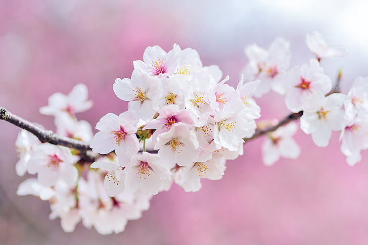 Japó, paisatge, primavera, planta, cirera, flors, natural