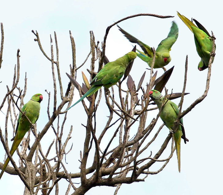 parrots, circle, tree, tropical, nature, bird, animal