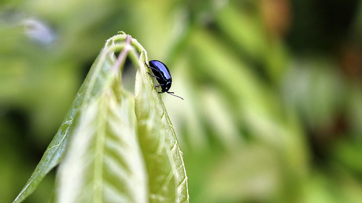 bọ cánh cứng, côn trùng, màu đen, lá, màu xanh lá cây, Thiên nhiên