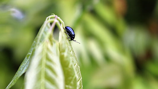 beetle, insect, black, leaf, green, nature