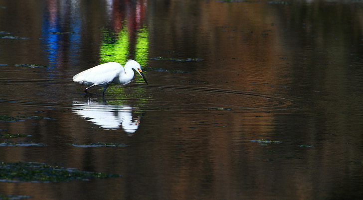 Garça-branca-, Garça-branca-grande, Garça-branca-pequena, pássaro do pântano, Califórnia, reflexão, reflexo de água