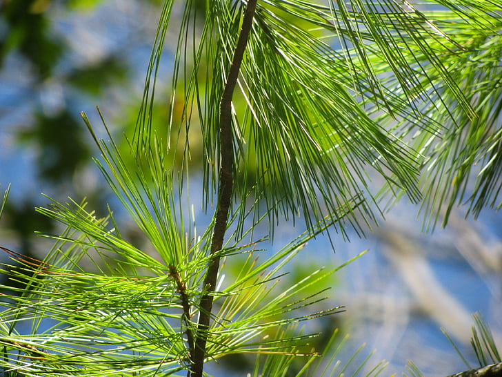 sung, lá, đóng, hình ảnh, màu xanh lá cây, cây, Pines