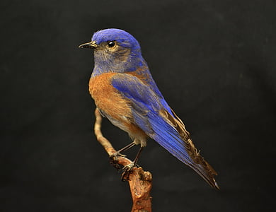 occidental, Bluebird, blau, ocell, marró, taronja, enfilat