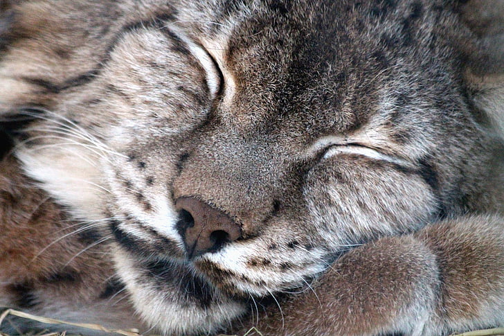 lince, lynx Lynx, gato selvagem, animal selvagem, predador, perigo, dorme