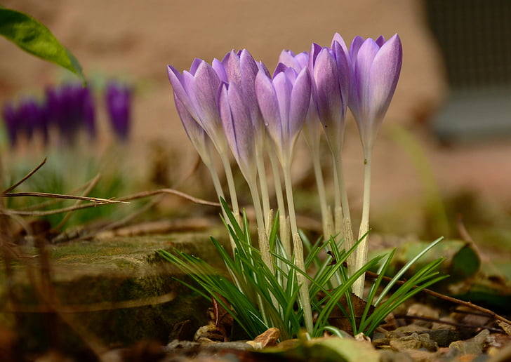 Крокус, Весна, цветок, фиолетовый, Блум, фиолетовый, цветок весны.