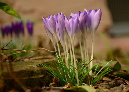 Crocus, primavera, flor, púrpura, floración, violeta, flor de primavera