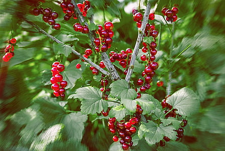 currant, berry, vegetable garden, nature