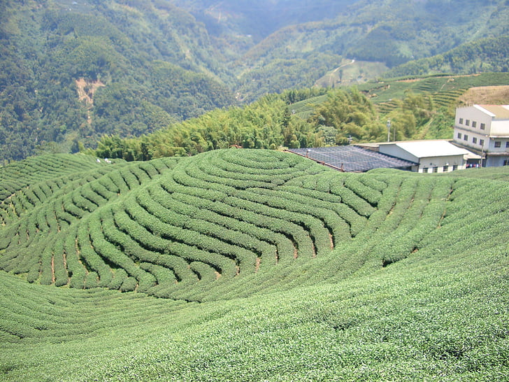 tea garden, te-odling, tee