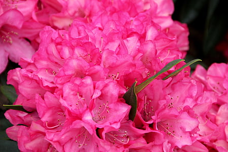 божур, Буш, членка градина шоу, храст божур, розово, Петдесетница rosengewächs, природата