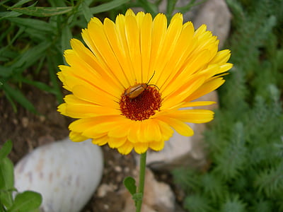 calendula, plant, insect browser, flower