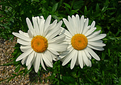 oxeye daisy, daisy, flower, blossom, blooming, plant, spring