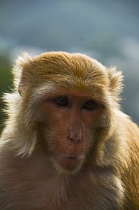 animal, mico, l'Índia, natura, vida silvestre, mamífer, primats