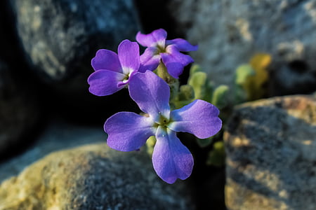 Wildflower, violet, natura, rock, speranta, Flora, petale