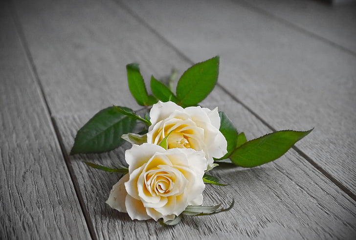 Roses, RAM de roses, RAM, blanc, groc, vista superior, romàntic