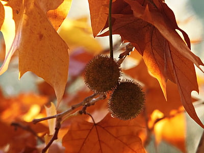 Platan, färger, hösten, lämnar, färg, torra blad, ockra