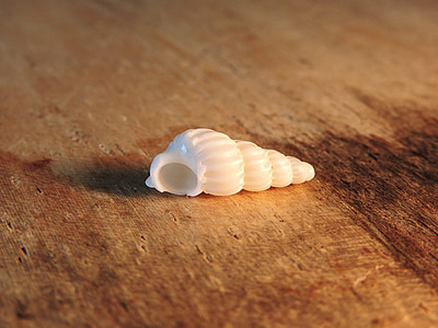 Tiny, havet, Shell, makro, spiral, vit, Seashell