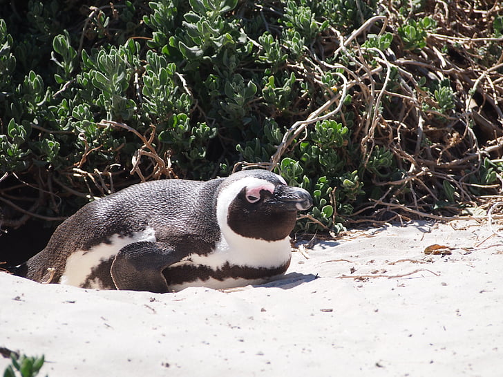 Penguin, Sør-Afrika, Cape, bekymringer, stranden, reservert, dyr