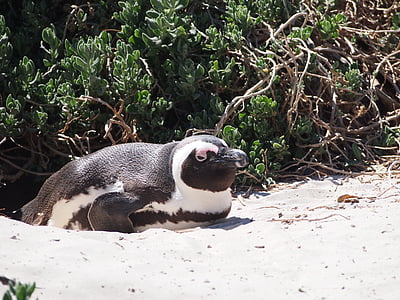 pingvinas, Pietų Afrika, Žaliasis, susirūpinimą, paplūdimys, užsakyta:, gyvūnų