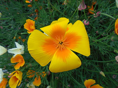 λουλούδι, Αγριολούλουδο, Κίτρινο, πορτοκαλί, φυτό, floral, πράσινο