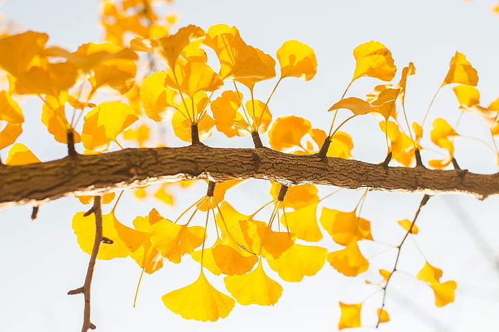 autumn, autumn leaves, beauty, yellow, branch