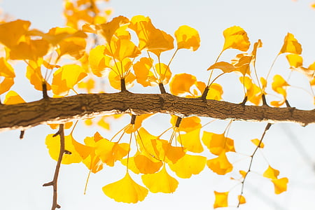 autunno, foglie di autunno, bellezza, giallo, ramo