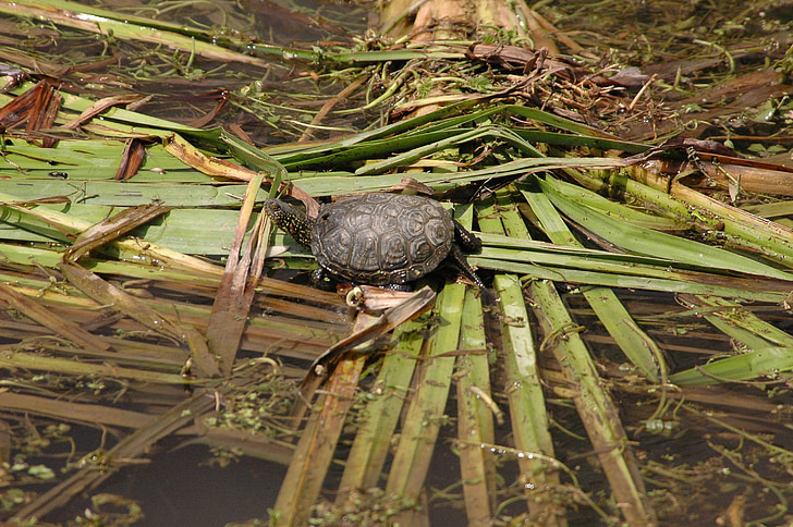 warty turtles, sword-extract stream, three species of freshwater turtles