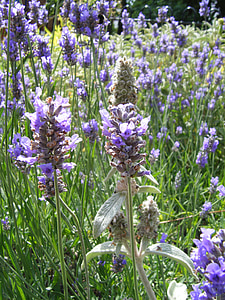 Lavendel, loodus, väli, taim, looduslik, lill, lilla