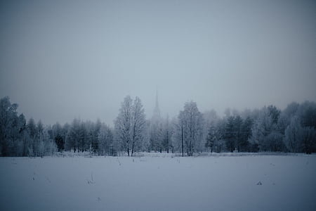 medžiai, žiemą, laikas, Gamta, kraštovaizdžio, miškai, antklodė