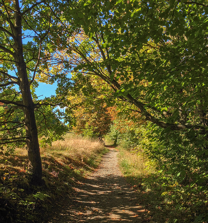otoño, distancia, naturaleza, árboles, hojas, paisaje, sendero