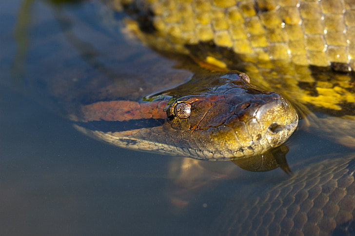 Anaconda, reptielen, slang, hoofd, oog, Llanos, Zuid-Amerika