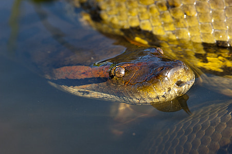 Anaconda, matelija, käärme, pää, silmä, Llanos, Etelä-Amerikka
