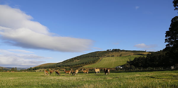Hirsch, betesmark, Skottland