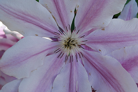clematis, flowers, plant, nature, blossom, bloom