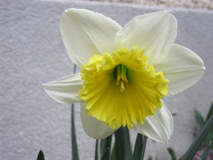 Narcissus, Blossom, blomst, blomst, natur, våren, anlegget
