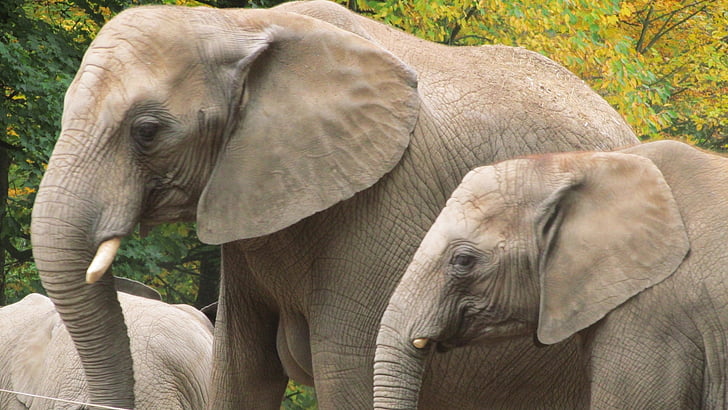 éléphant, Wuppertal, Zoo, lings de force, familles, animaux