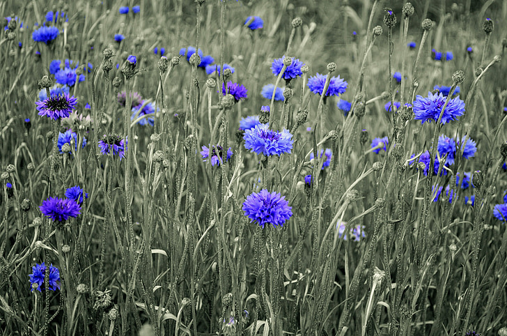 beauty, blossom, bluebottle, bud, cornflower, descriptive, environment