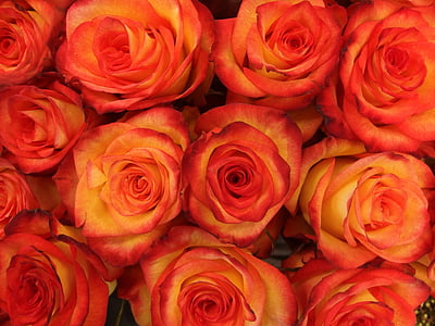 Rose, brsti, cvet, svetlo rdeča, Rosa, narave, rastline