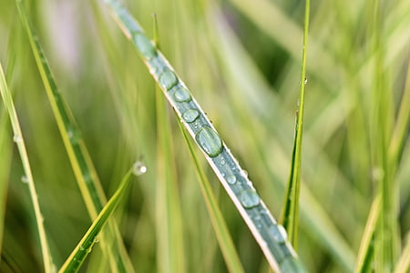 blade of grass, drop of water, dew, rain, grass, halm, drip