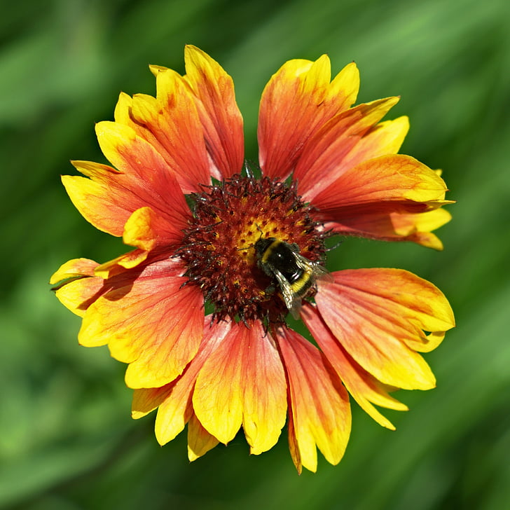 花, 昆虫, マクロ, 蜂, フンメル, 春, 花の蜜