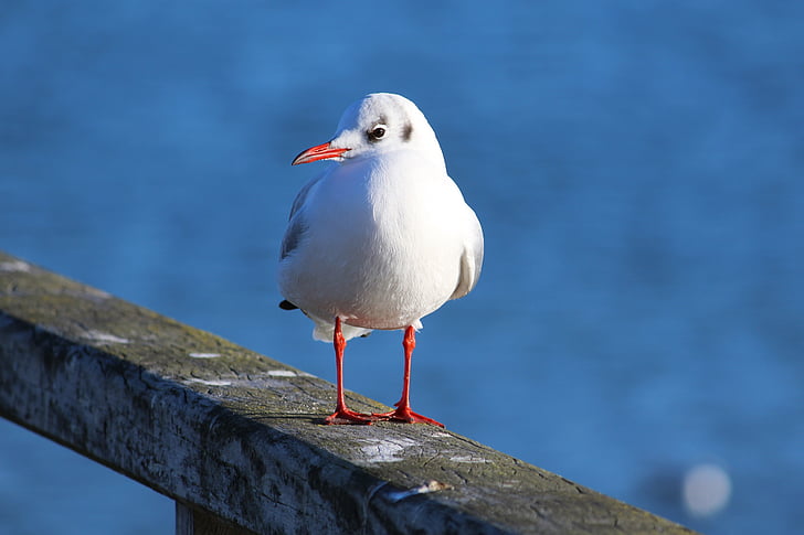seagull, water bird, bird, close, seevogel, port, baltic sea