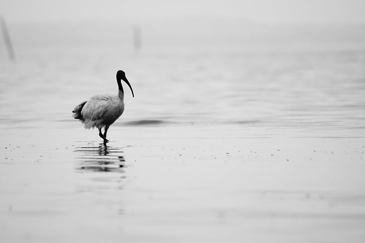 grayscale, fotografi, Crane, tubuh, air, Siang hari, burung