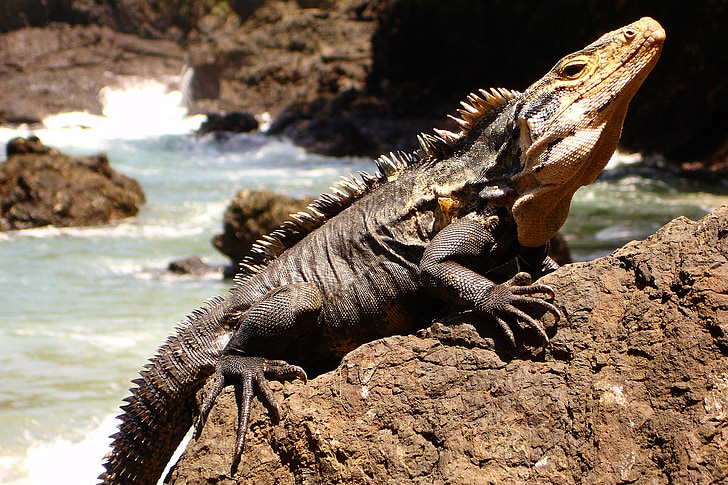 iguana, spiny, tailed, reptile, beach, lizard, wild