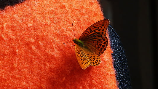 papillon, haut marron nacré, animal, Flying, insecte, brun, nacré.