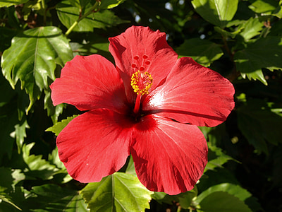 hibiscus, blossom, bloom, flower, red, plant, marshmallow